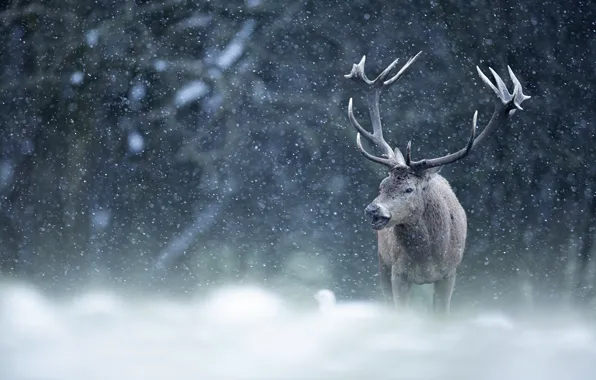 Winter, forest, snow, branches, deer, the snow, horns, Blizzard