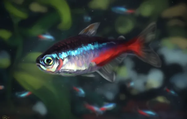 Fish, neon, AlaxendrA