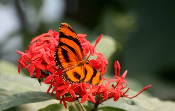 Picture flowers, butterfly, leaves
