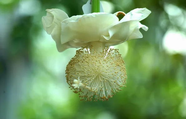 Picture flower, Medusa, flowering