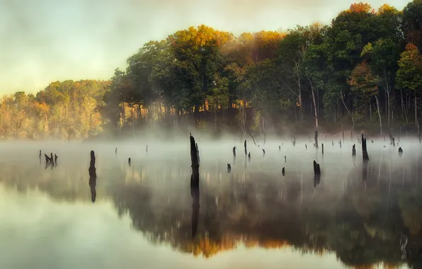 Picture the sky, trees, fog, lake, reflection, mirror