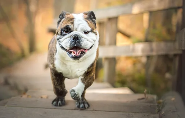 Look, each, dog, handsome