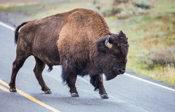 Road, power, horns, Buffalo