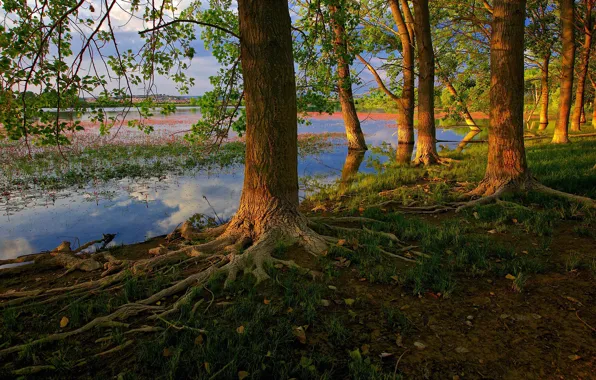 Picture forest, light, trees, branches, roots, shore, trunk, pond