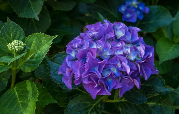 Picture macro, hydrangea, purple
