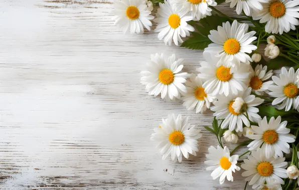 Flowers, Board, chamomile, bouquet, white, composition, AI art, neural network