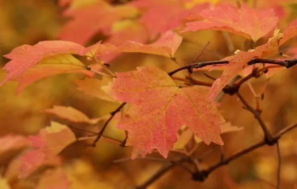 Picture autumn, red, Sheet