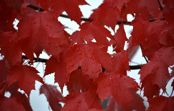 Autumn, leaves, water, drops, Rosa, rain, maple