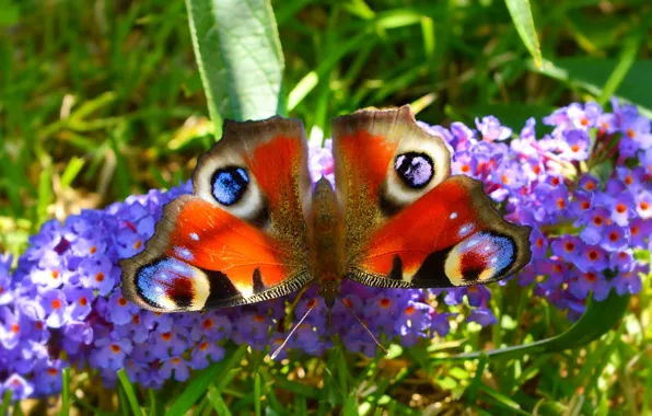 Picture Macro, Butterfly, Flowers, Macro, Butterfly, Purple flowers