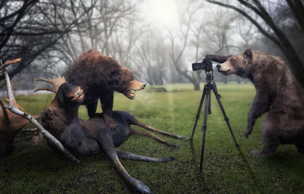 Picture bears, photographer, moose, trophy