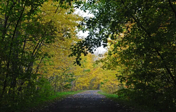 Road, Autumn, Trees, Nature, Fall, Autumn, Road, Trees