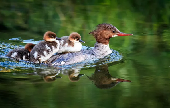 Picture The great crested grebe, Chicks, lake