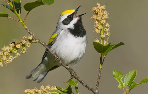 Nature, bird, color, branch, spring