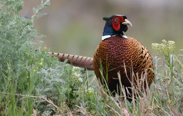 Grass, bird, pheasant