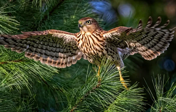 Branches, bird, Falcon, needles, bokeh, wingspan
