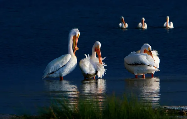 Picture light, birds, blue, shore, pack, white, trio, pond