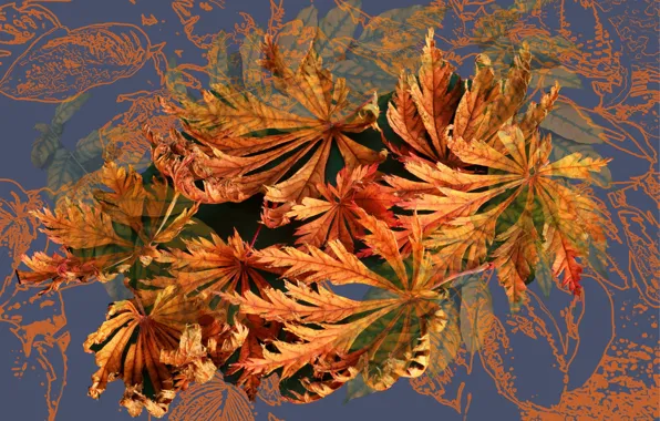 Picture autumn, abstraction, rendering, background, collage, Wallpaper, fractal, picture