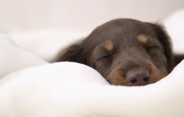Picture sleeping, puppy, soft