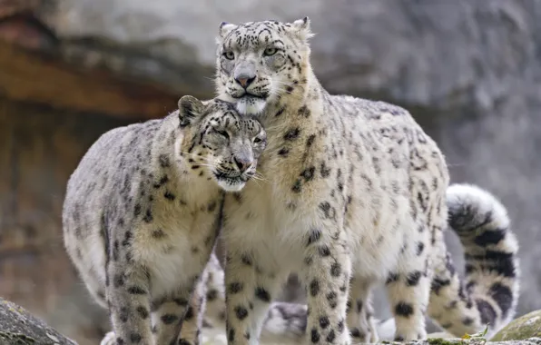 Picture cat, pair, IRBIS, snow leopard, ©Tambako The Jaguar