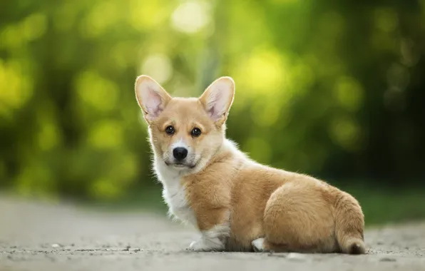 Each, ears, dog, Welsh Corgi