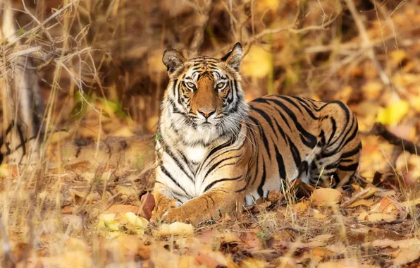 Picture look, leaves, tiger, wild cat, handsome