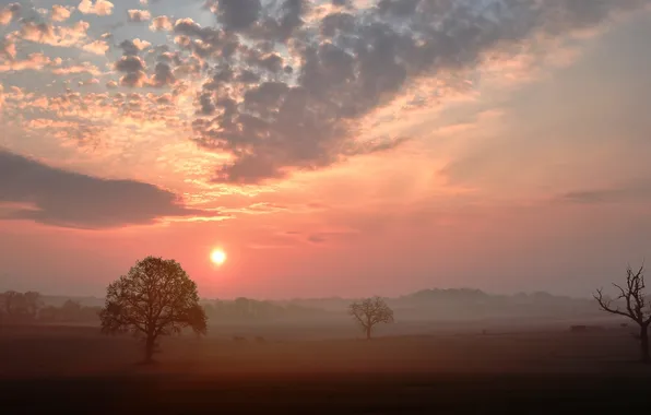 Field, the sky, the sun, clouds, trees, fog, dawn, dal