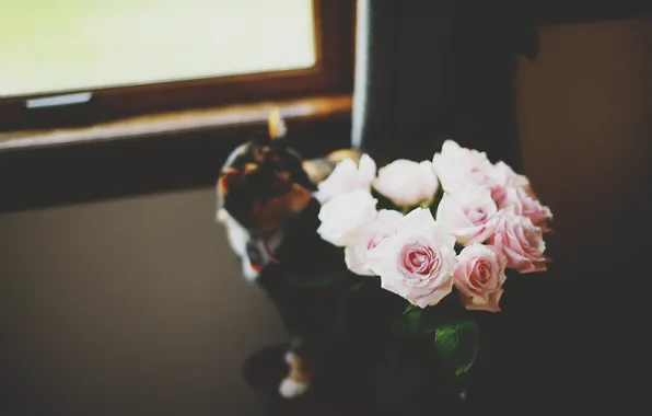 Cat, cat, flowers, roses, pink