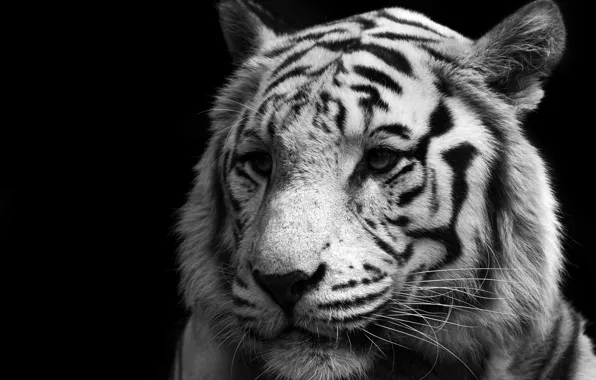 Cat, Tiger, White, Predator, Tiger, White