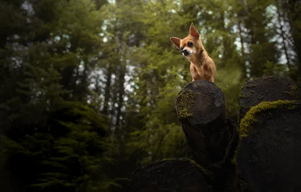 Picture forest, logs, doggie, Chihuahua, dog