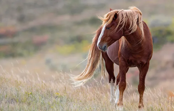 Field, pose, horse, the wind, horse, chestnut