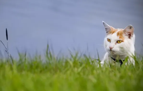 Greens, grass, look, Cat