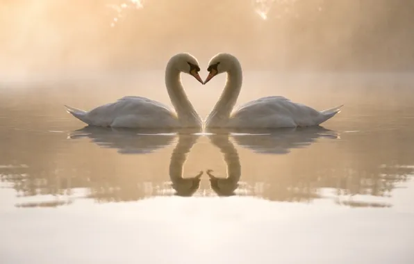Picture water, love, fog, pond, heart, the evening, pair, swans