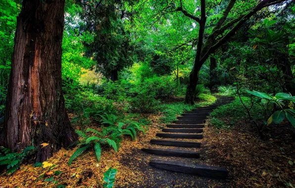 Greens, Forest, Ladder