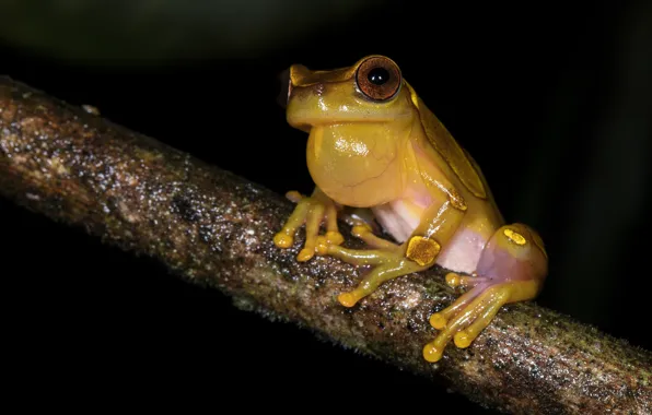 Eyes, look, night, pose, frog, legs, branch, bubble