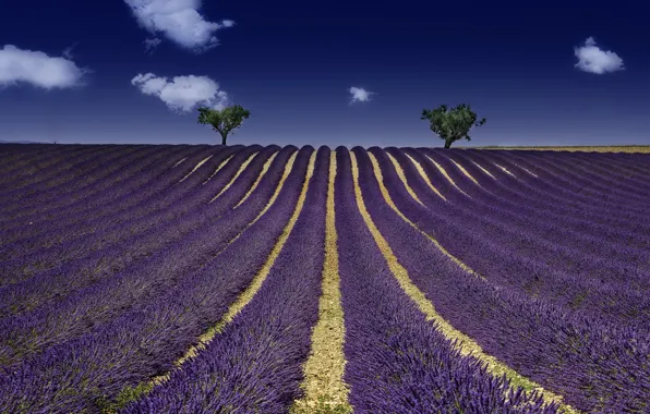 Field, summer, lavender