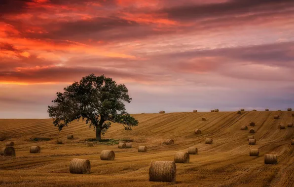 Field, tree, glow, straw