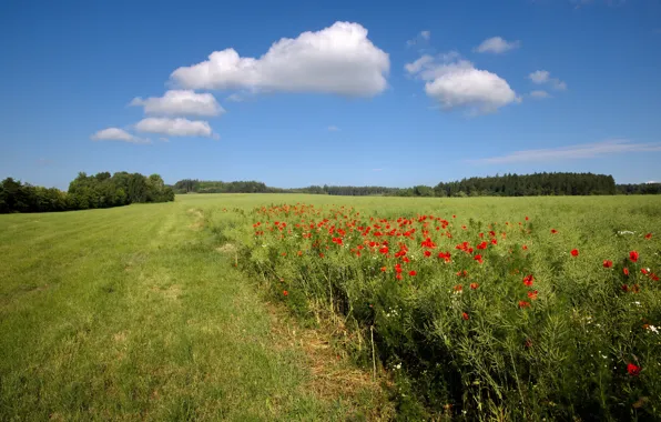 Road, greens, field, forest, summer, grass, clouds, flowers