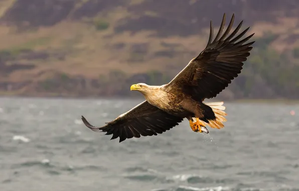 Flight, river, bird, fishing, fish, pond, predatory, mining