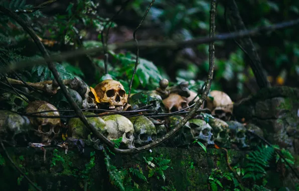 Nature, bones, skull
