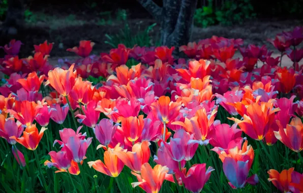 Light, flowers, orange, red, glade, beauty, spring, petals