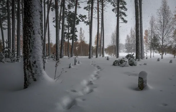 Picture winter, forest, snow