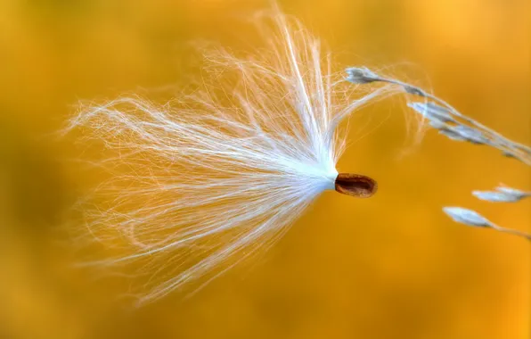 Nature, plant, blade of grass