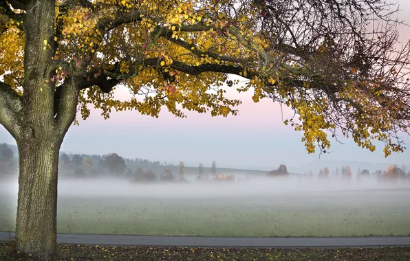 Picture road, autumn, fog, tree