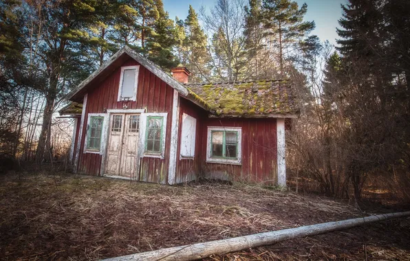 Forest, house, background