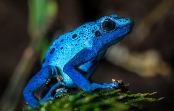 Picture macro, nature, frog, blue