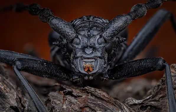 Macro, beetle, insect, Big oak moustache