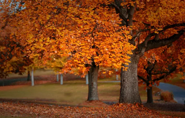 Autumn, leaves, trees