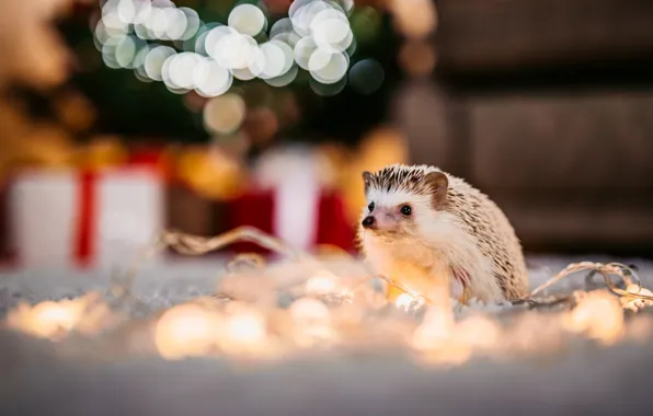 Look, light, muzzle, hedgehog, garland, hedgehog, bokeh, hedgehog