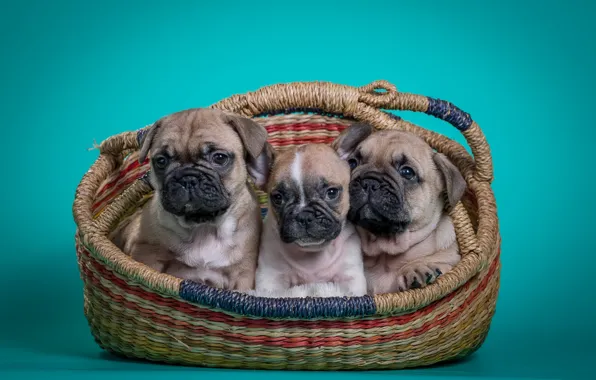 Basket, puppies, trio, French bulldog