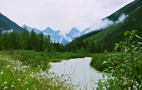 Forest, mountains, nature, river, valley, Glacier National Park